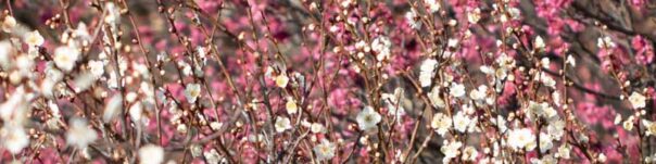 丸いフォルムの梅の花