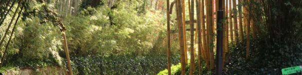 京都市洛西竹林公園と竹の径