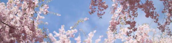 桜ウォーキング　大神神社②枝垂れ桜